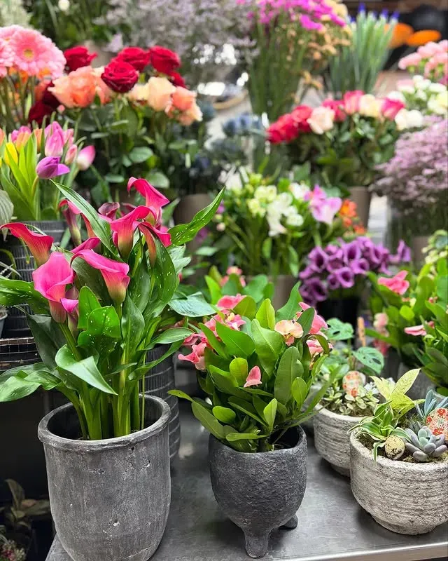 plantes-livraison